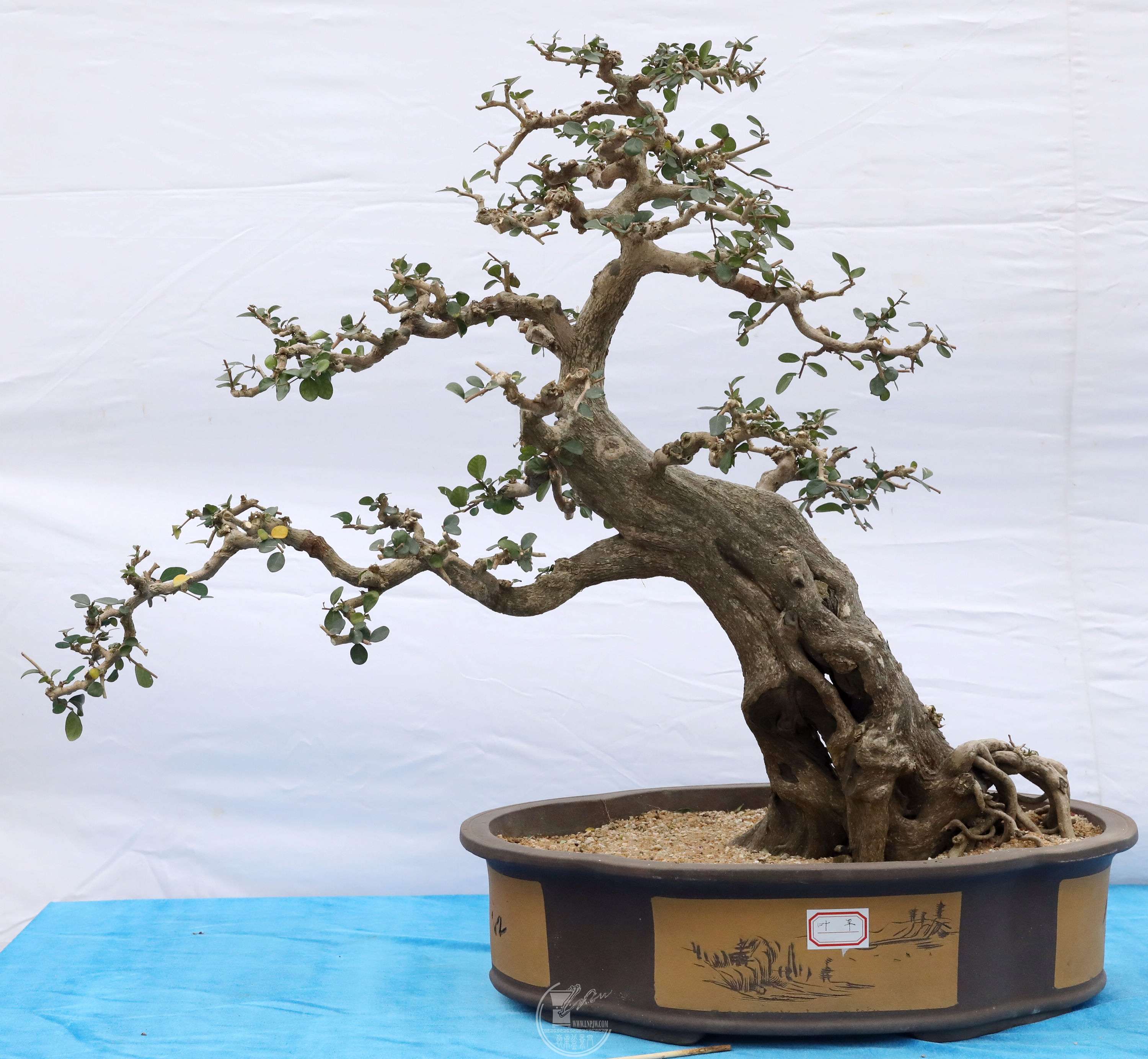 Ҷƽ  BG1A9916.jpg