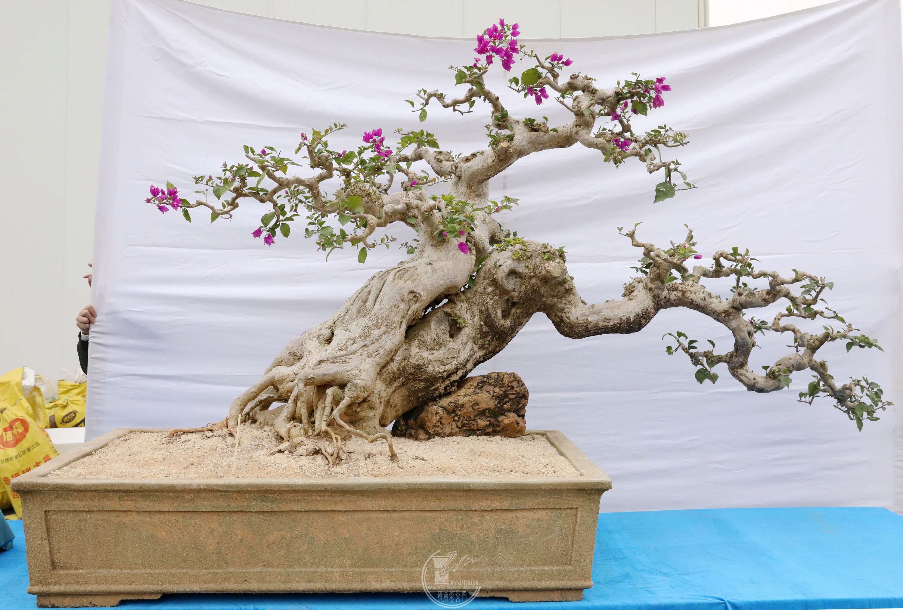 Ҷƽ ÷BG1A9826.jpg