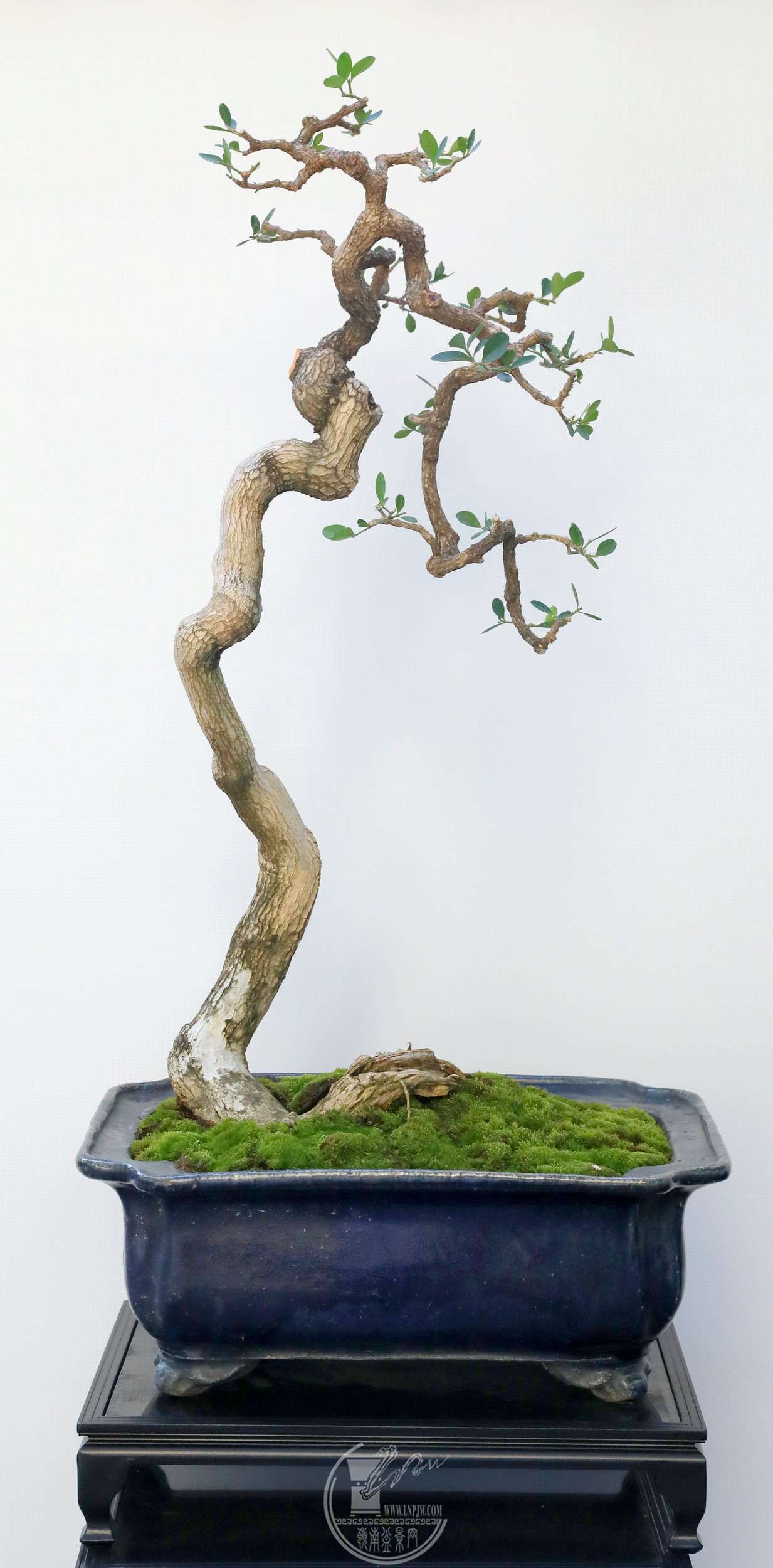 31֣     40X80 cm  2023ڶϷĻߺ辰.jpg
